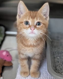 Jiji image 2