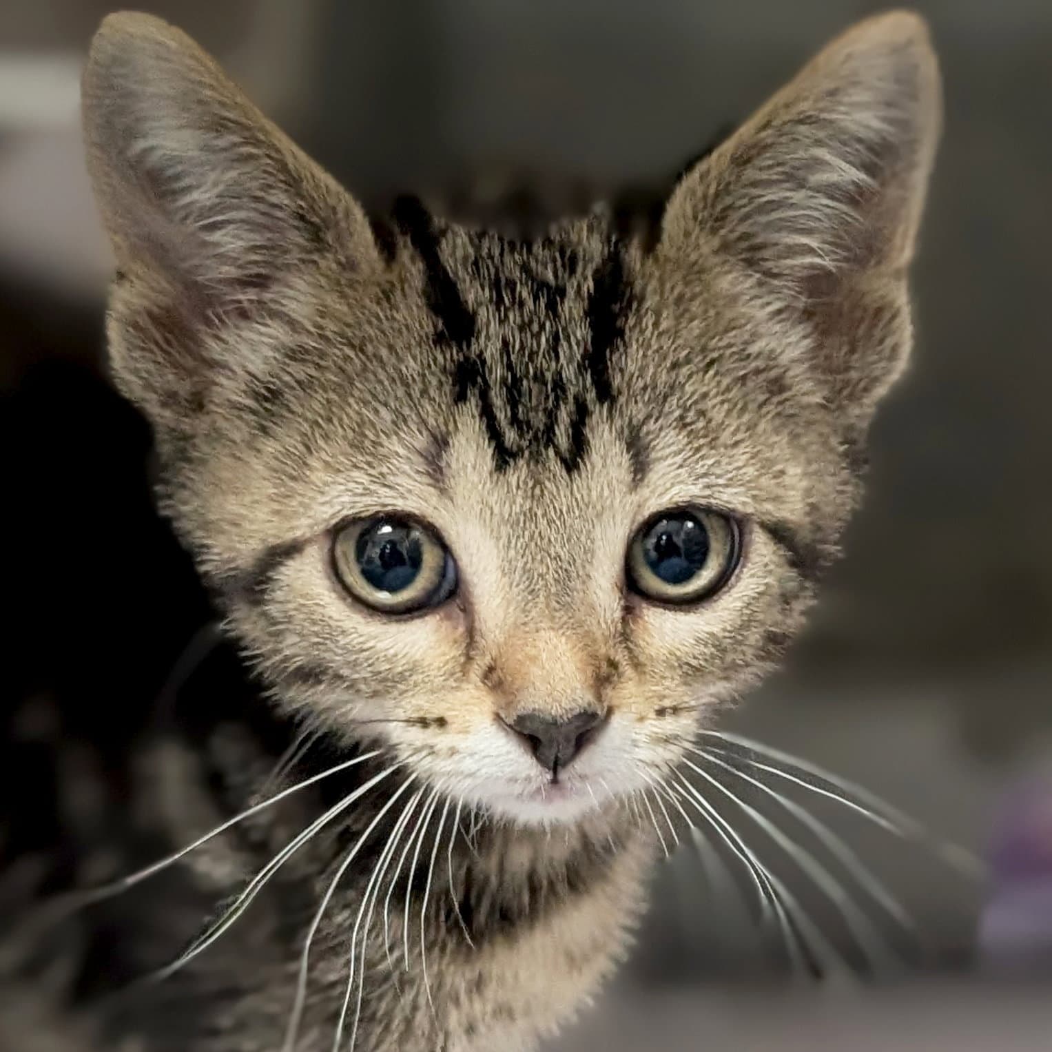 Zyzzyx - Domestic Short Hair