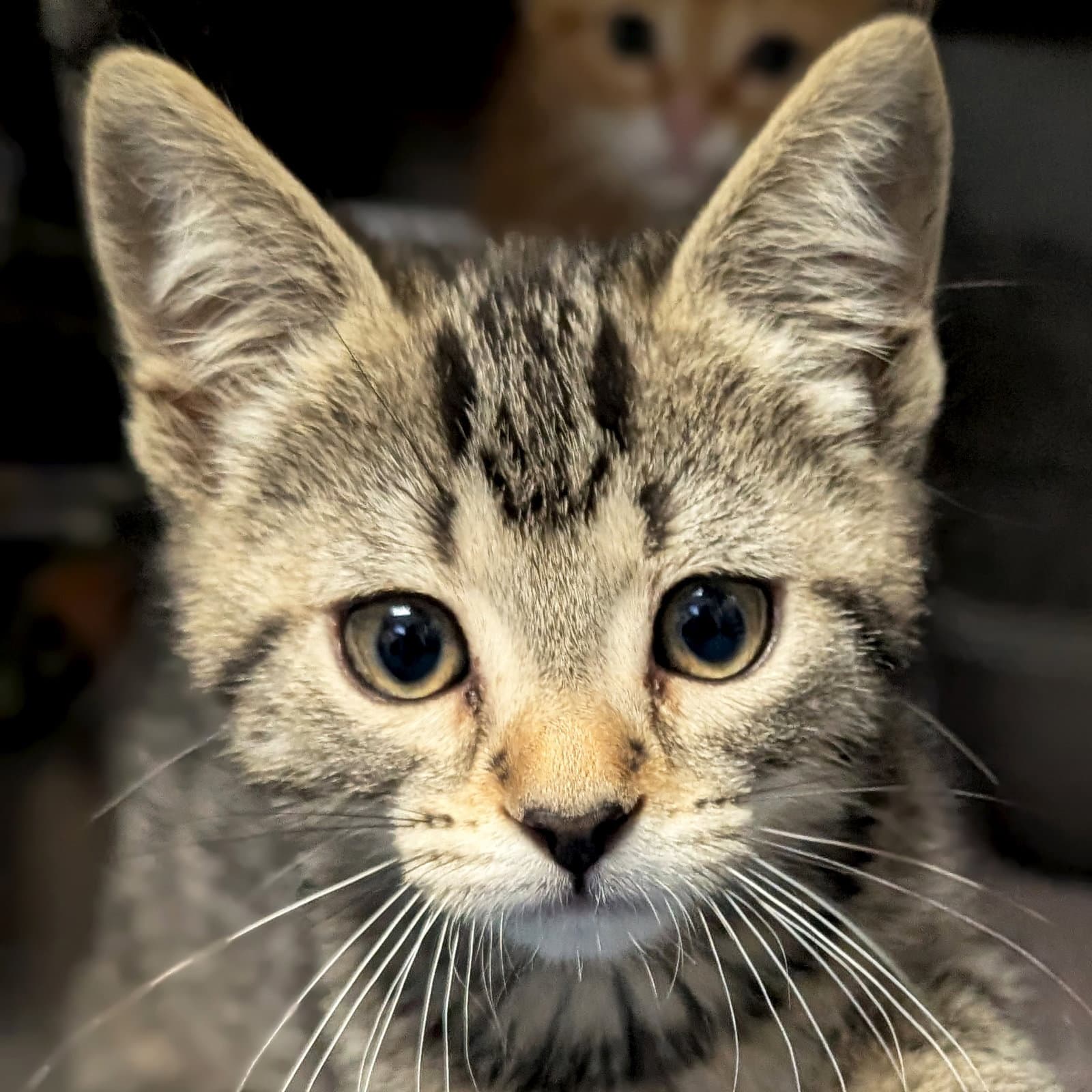 Piper - Domestic Short Hair