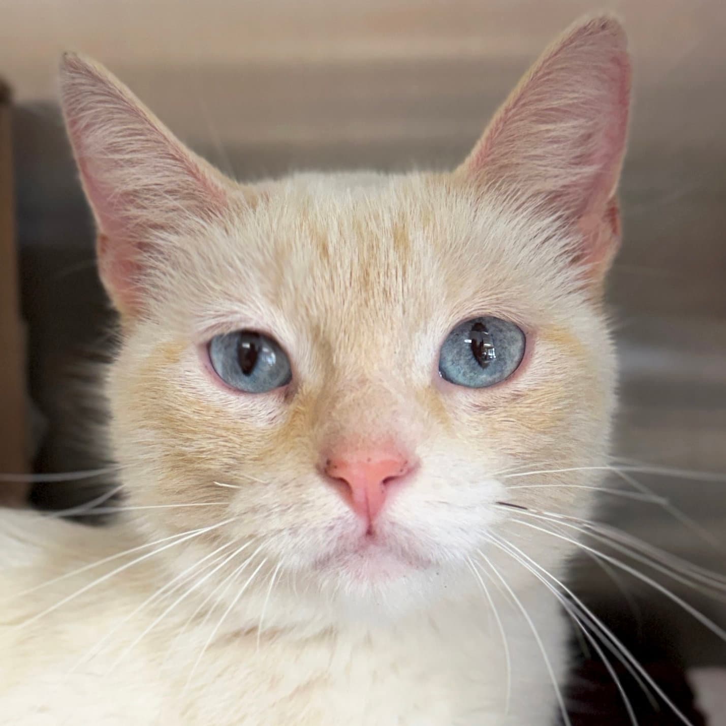 Mango - Reduced Fee - Domestic Short Hair