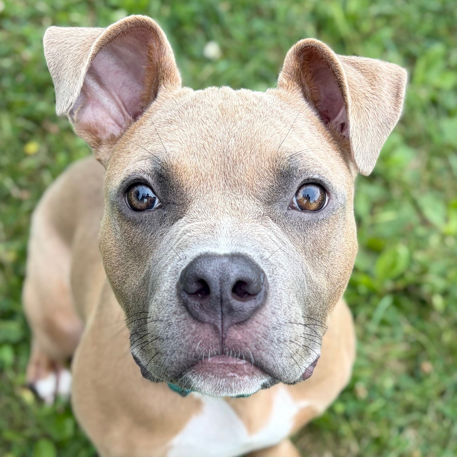 Taz - Pit Bull Terrier