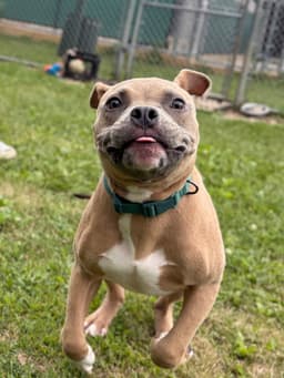 Taz image 2