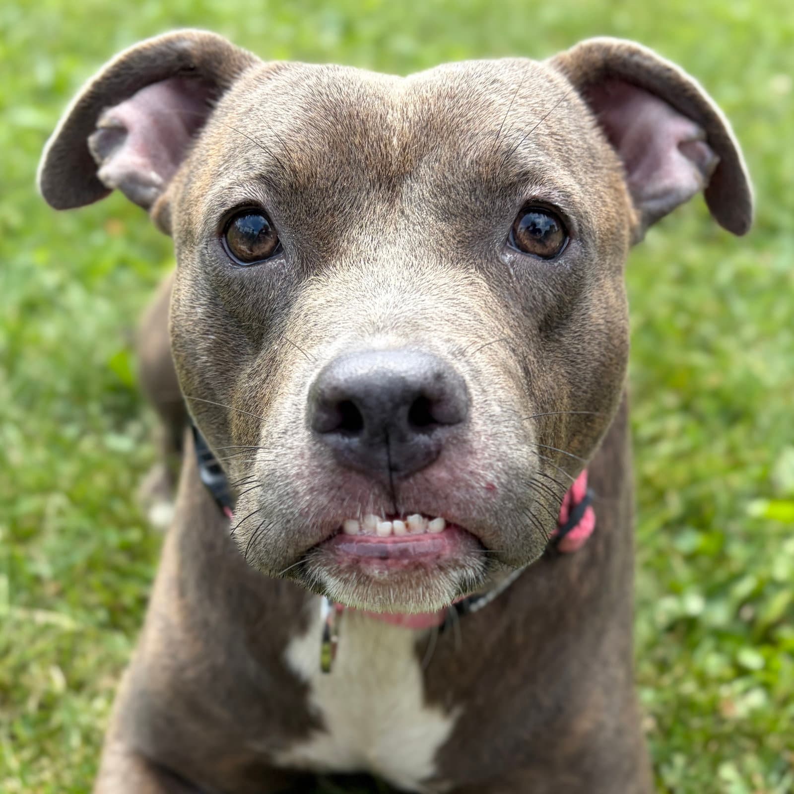 Kimmie - Pit Bull Terrier