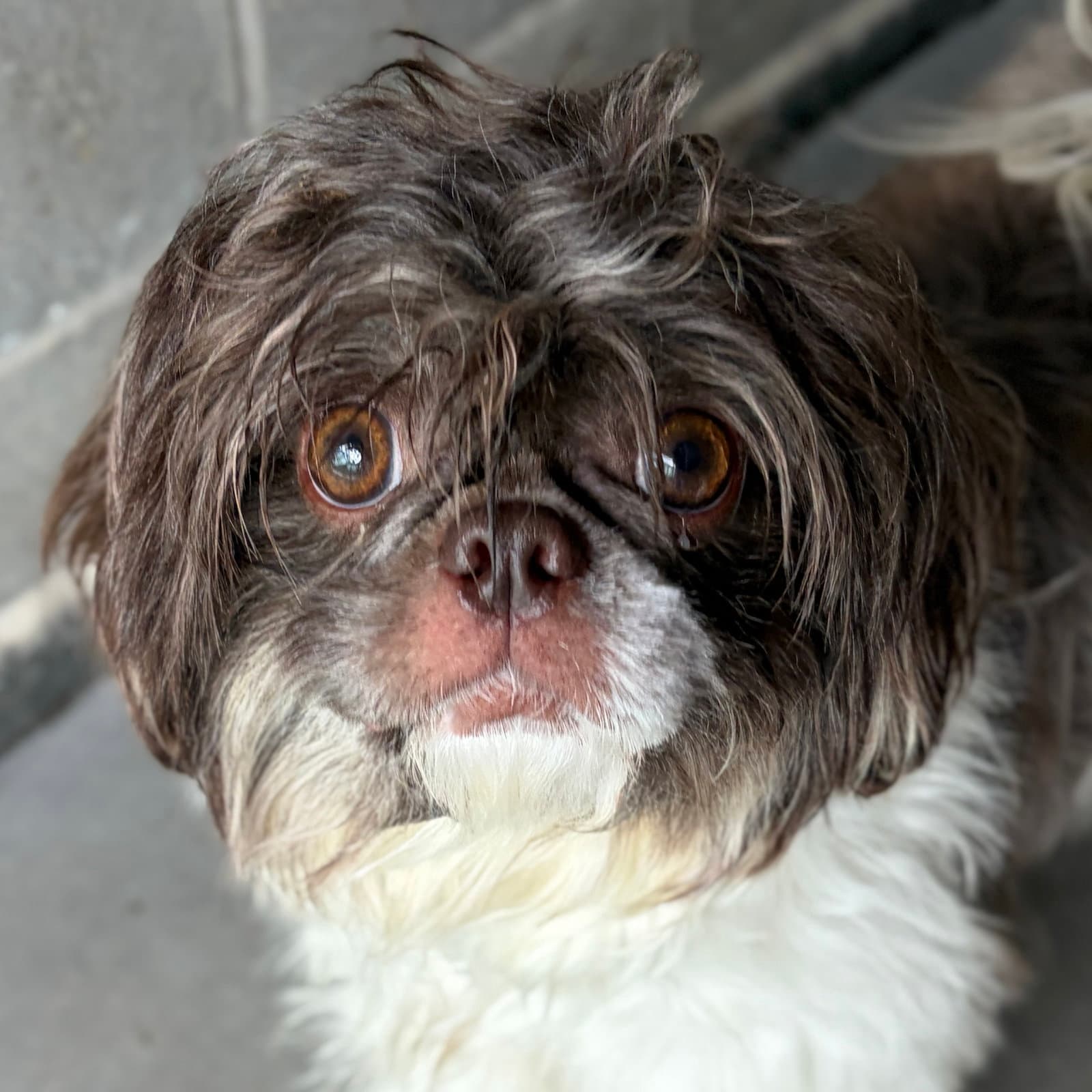 Wafflez - Shih Tzu