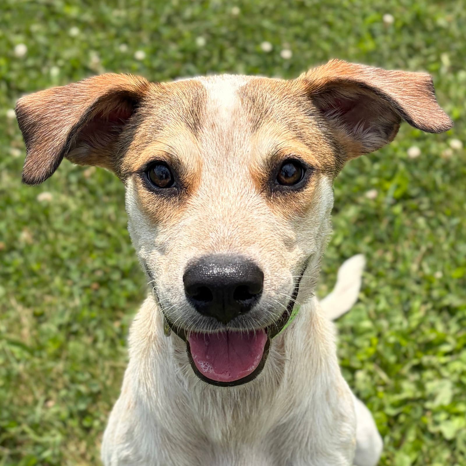Fraiser - Hound