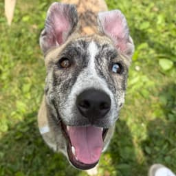 Royce image 1