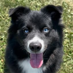 Pepper image 1