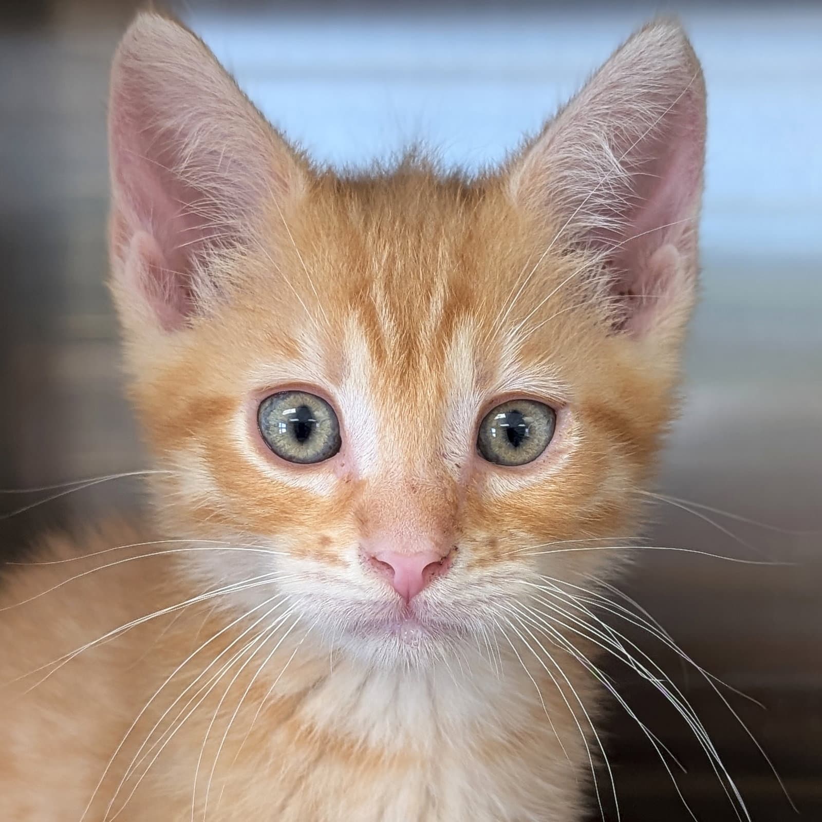 Short Stop - Domestic Short Hair