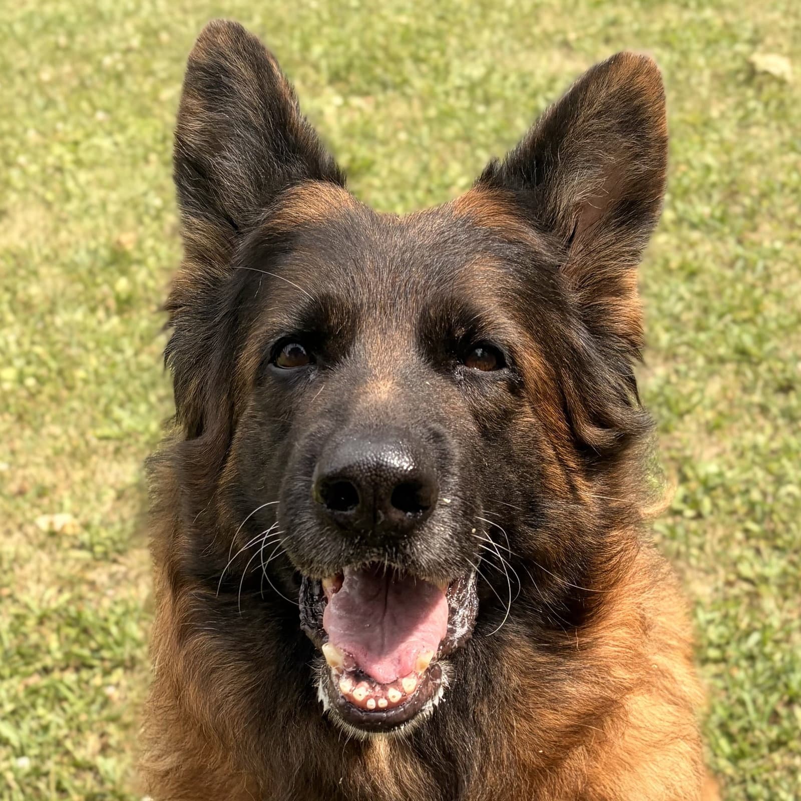 Samara - German Shepherd Dog