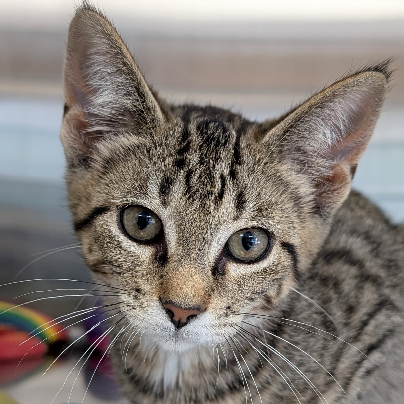 Mila - Domestic Short Hair