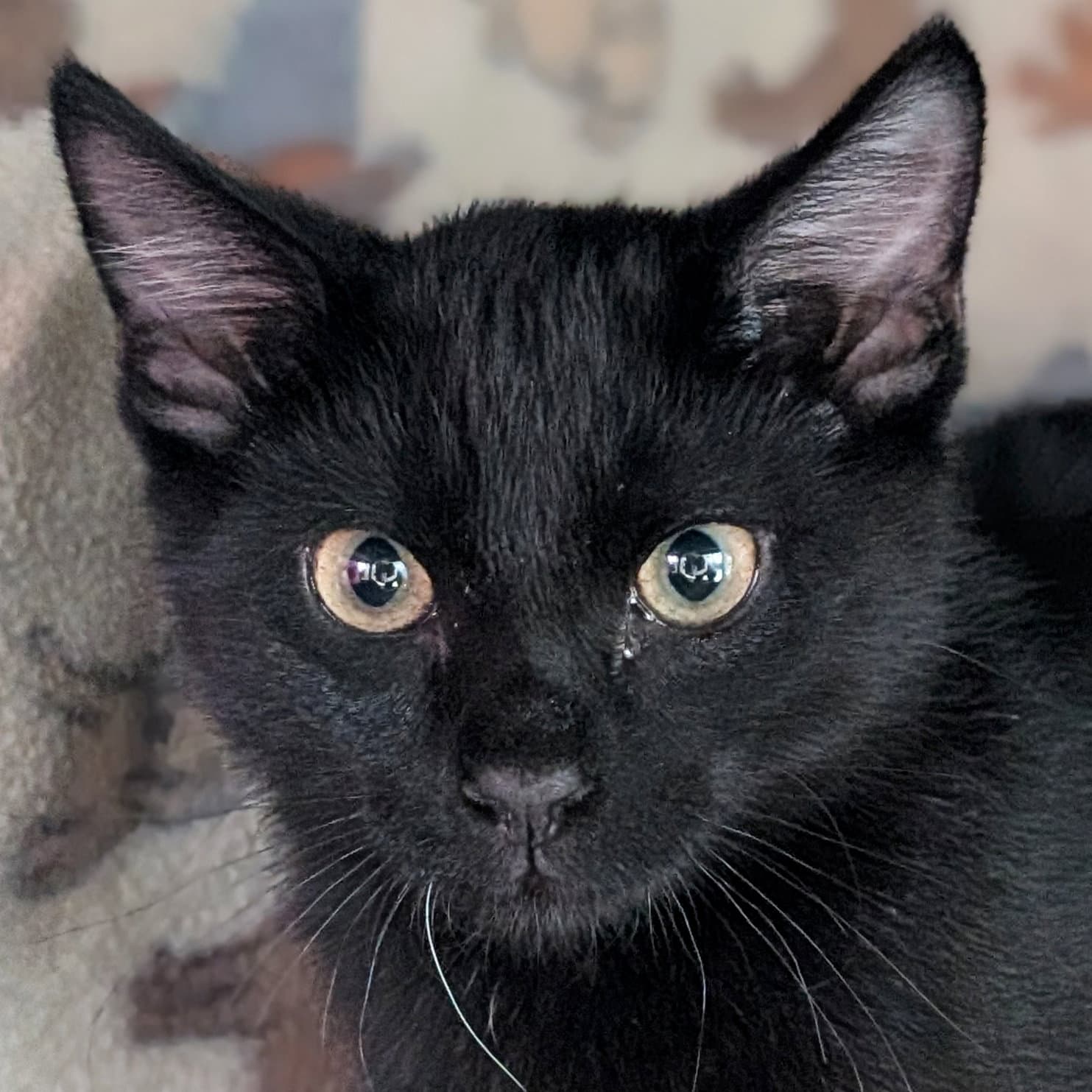 Pip - Domestic Short Hair