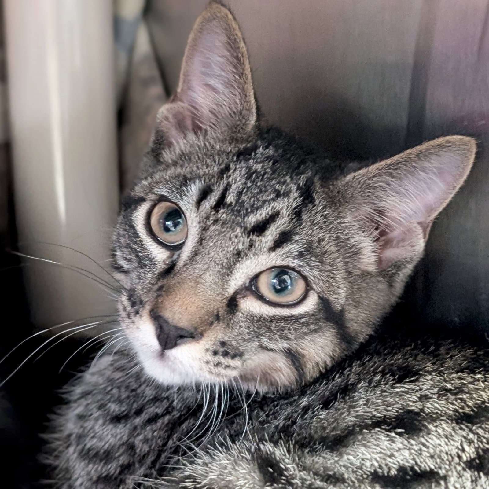 Tiger - Domestic Short Hair