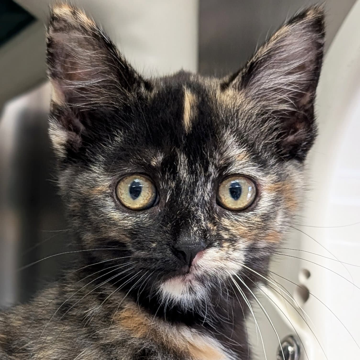 Princess Donut - Reduced Fee - Domestic Short Hair