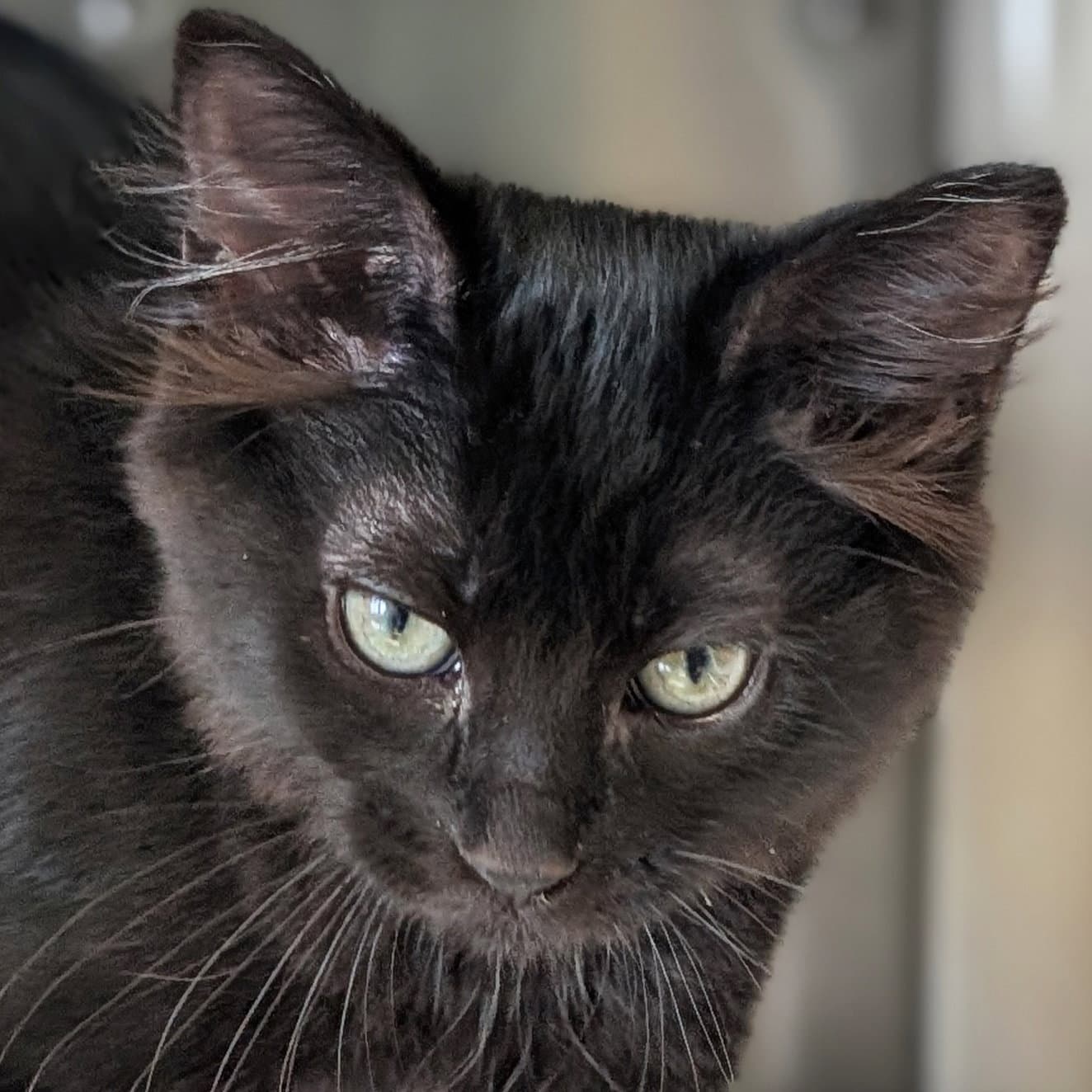 Ferrari - Domestic Medium Hair