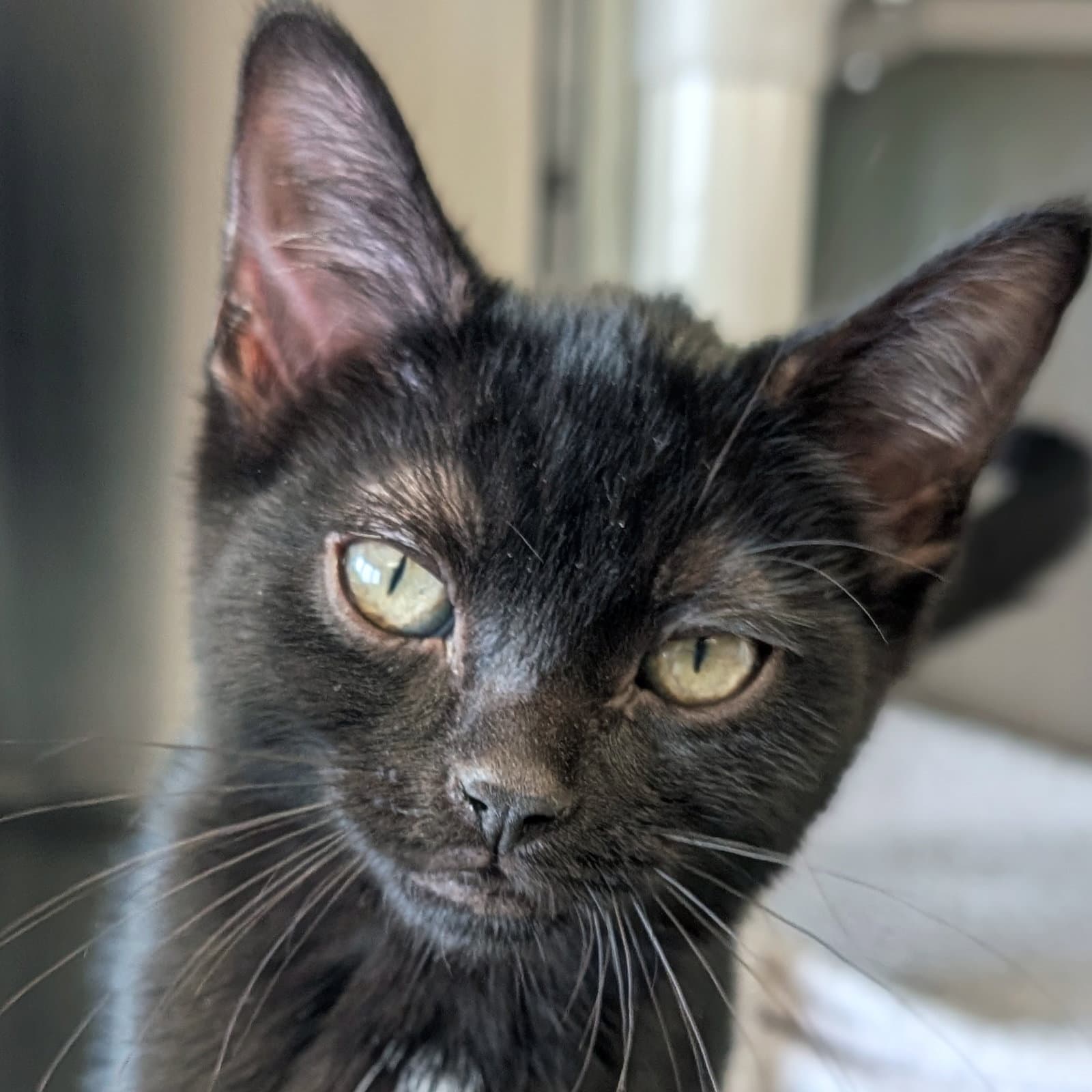 Jaguar - Domestic Short Hair