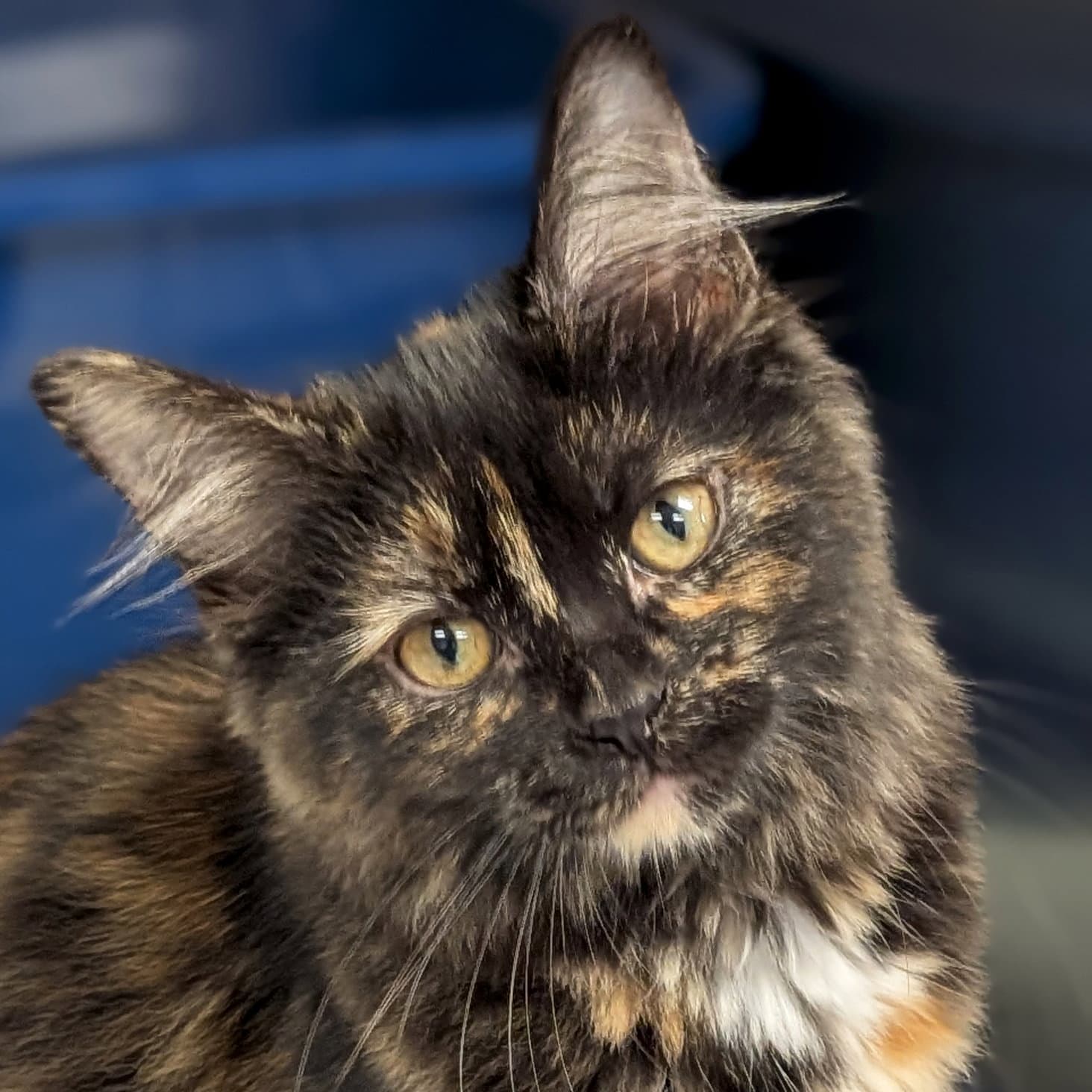 Mercedes - Domestic Medium Hair