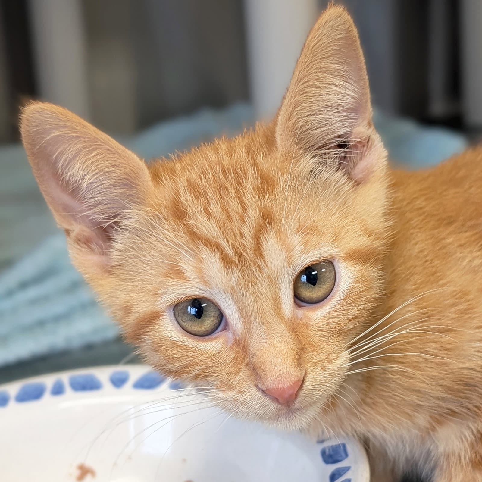 Second Base - Domestic Short Hair