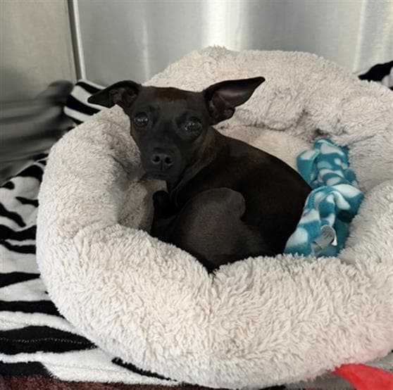Duckie - Miniature Pinscher