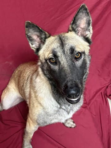 Bianca - Belgian Shepherd Malinois