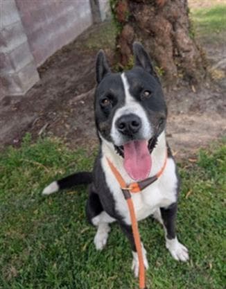 Buddy - Akita