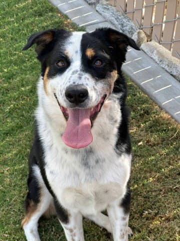 Ralph - Border Collie