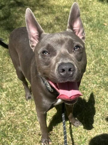 Reed - American Pit Bull Terrier