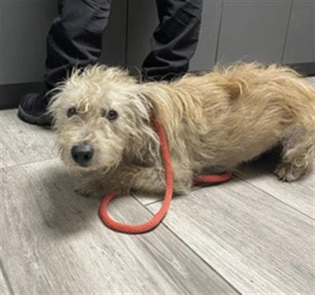 Donald - Terrier