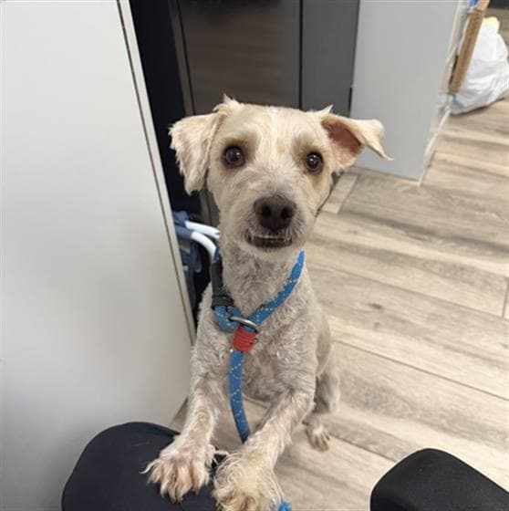 Mickey - Terrier