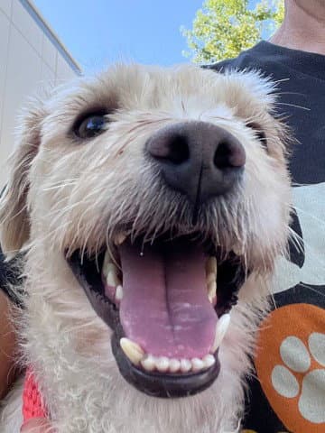 Mickey - Terrier