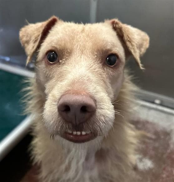 Goofy - Terrier