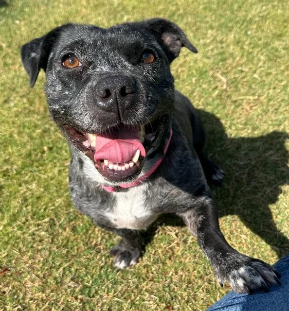 Ellie - Pit Bull Terrier