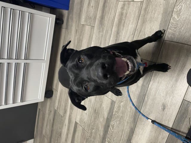 Dante - Labrador Retriever