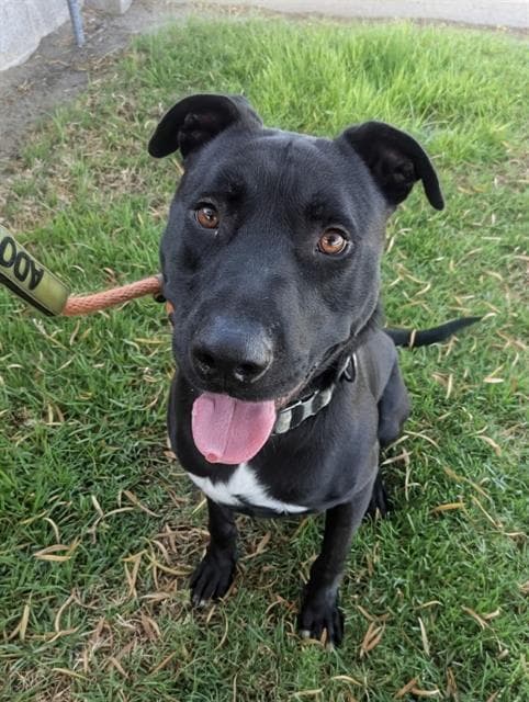 Dante - Labrador Retriever