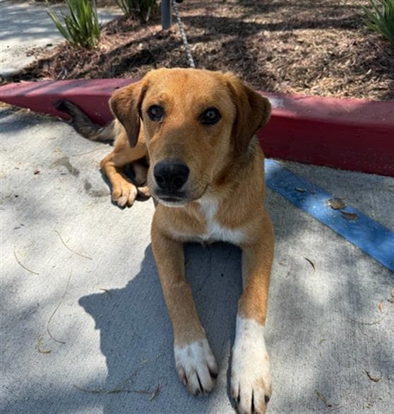 Cooper - Labrador Retriever