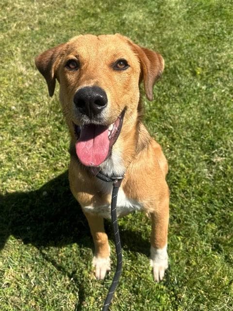 Cooper - Labrador Retriever