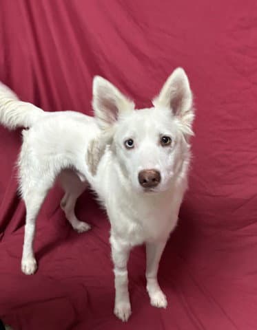 Ross - Siberian Husky