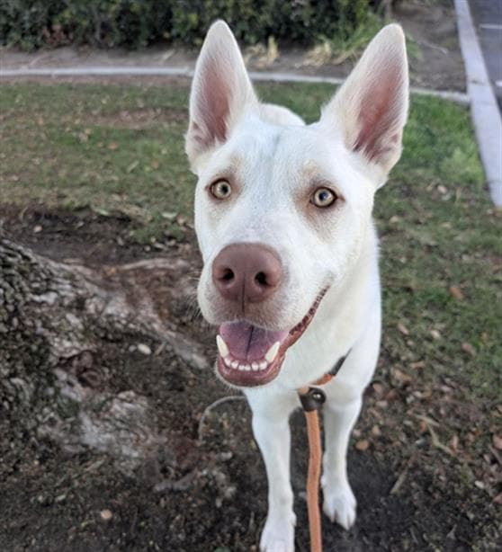 Chandler - Siberian Husky