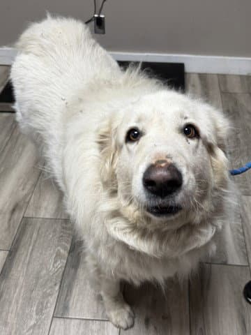Snowball - Great Pyrenees