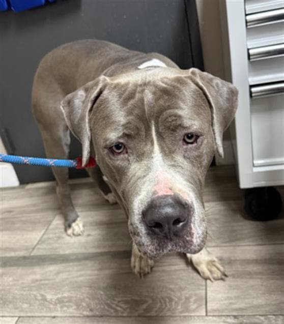 Lilly - Pit Bull Terrier