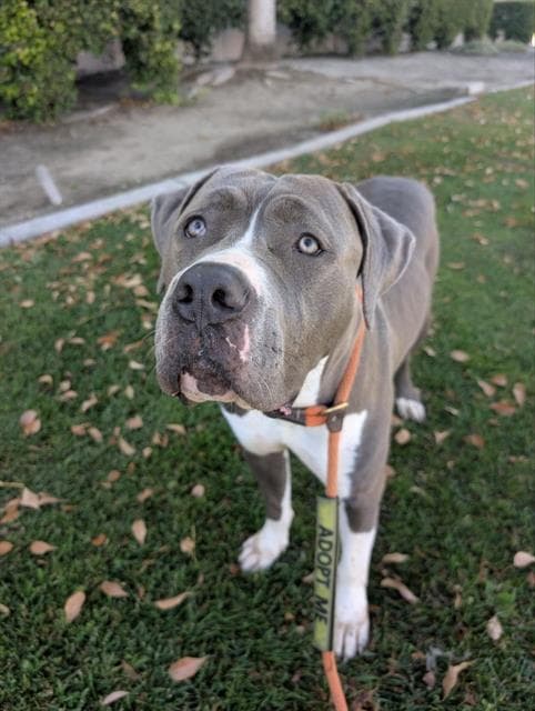 Lilly - Pit Bull Terrier