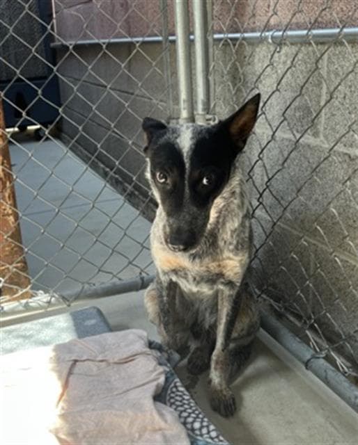Bluey - Queensland Heeler