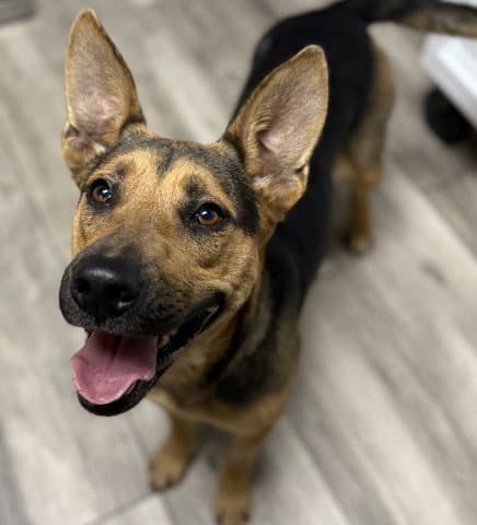 Star - German Shepherd Dog
