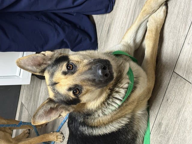 Patriot - German Shepherd Dog
