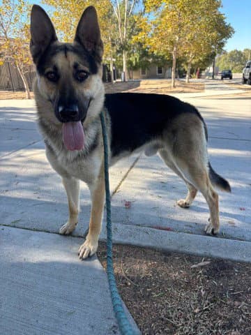 Patriot - German Shepherd Dog