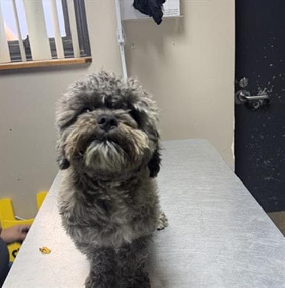 Wilson - Maltese