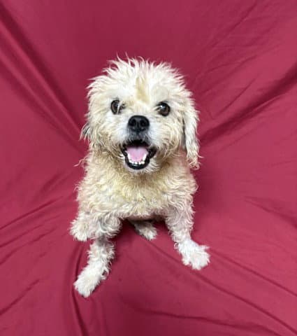 Ramen - Shih Tzu