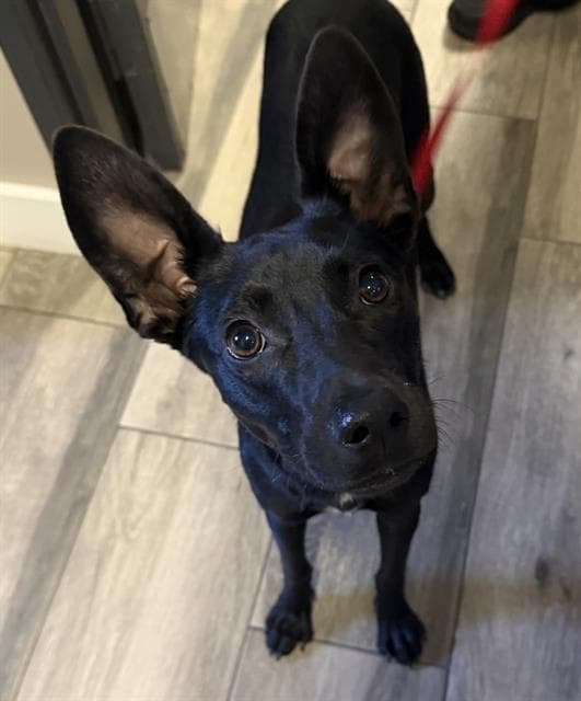 Bingo - Australian Kelpie