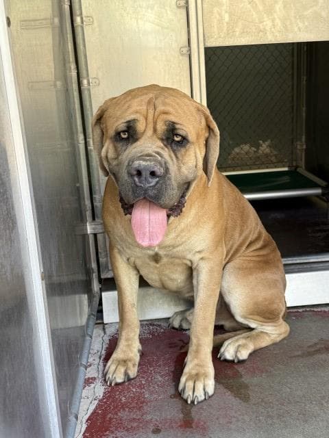 Hercules - Bullmastiff