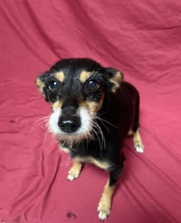Maggie image 1