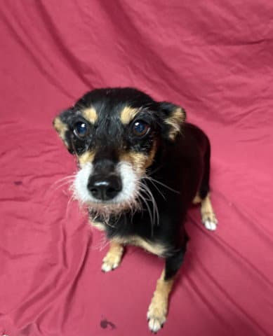 Maggie - Chihuahua